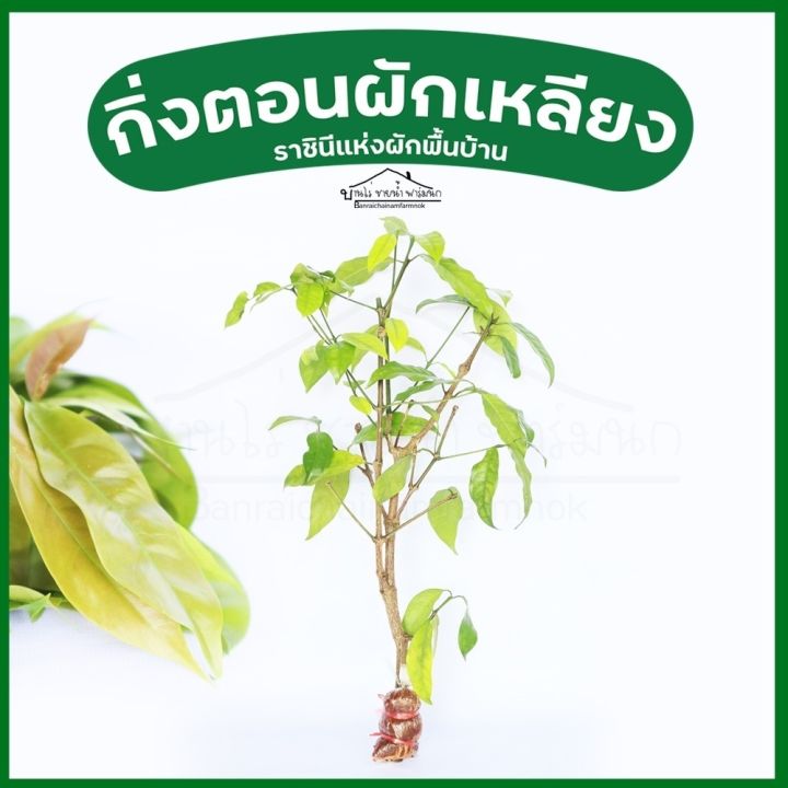 กิ่งพันธุ์ผักเหลียง-ผักพื้นบ้านภาคใต้-ซื้อ10-แถม-10