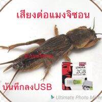 ๊เสียงแมงกระซอน USB