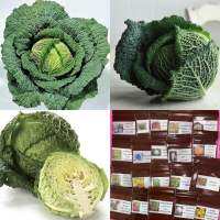 เมล็ดพันธุ์ กะหล่ำปลีซาวอย (Savoy Cabbage Seed) บรรจุ 50 เมล็ด คุณภาพดี ราคาถูก ของแท้ 100%