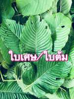 ใบเศษ,ใบต้ม( 1กิโล )คละไซต์ ลาดหลุมแก้ว-ปทุมฯ แท้100% (สินค้าเน่าเสียรับเคลม)