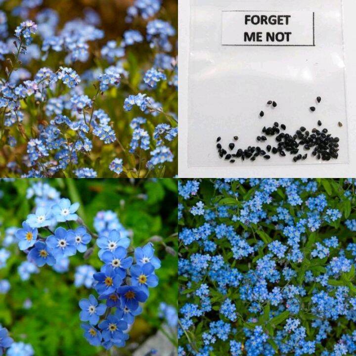 me not Flower seeds Lazada PH