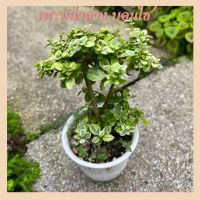 เพรมน่าด่าง แคระบอนไซ[Premna variegated] บอนไซจิ๋ว กระถางญาญ่า 3 เพรมน่าไต้หวันใบด่าง