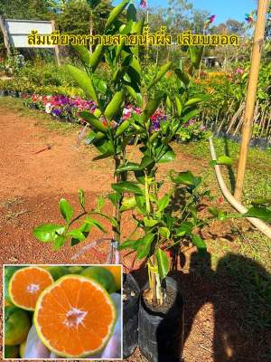 ส้มเขียวหวานสายน้ำผึ้งพันธุ์เตี้ย (เสียบยอด)  1ปีติดผล ปลูกในกะถางได้ ขนาดต้น60-70 ซม พร้อมปลูก