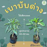 ต้นพันธุ์เบาบับด่าง (สายพันธุ์ซา , สายพันธุ์ดิจิทาทา)