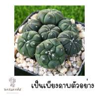 (ร้านเลือกให้) แอสโตร พอต คละหน้า แอสโตรแบบสุ่ม แอสโตรพอต 2 นิ้ว กิ๊กโกะ