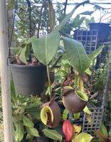 หม้อข้าวหม้อแกงลิง หม้อดำ ไม้หายาก ต้นไม้กินแมลงหม้อใหญ่  Flask-Shaped Pitcher-Plant เป็นไม้ประดับหายากจัดส่งในกระถาง 6 นิ้ว ต้นสวยหมอใหญ่ หม้อโต หม้อข้าวหม้อแกงลิง ต้นไม้กินแมลงหม้อใหญ่ เป็นไม้ประดับหายาก ใกล้สูญพันธุ์ พืชมหัศจรรย์ พืชกินสัตว์