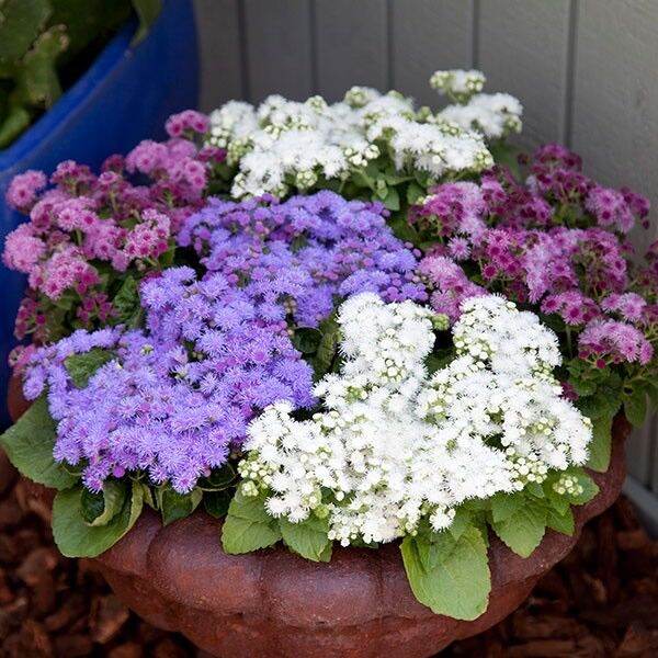 อะเจอราตุ้ม-ageratum-บรรจุ-100-เมล็ด