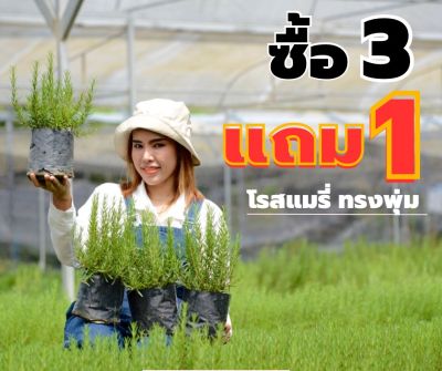 โรสแมรี่ 3 แถม 1 Rosemary / ขนาดถุงดำ4*8 นิ้ว สมุนไพรฝรั่ง