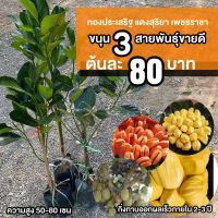 ขนุนเพชรราชา (จำนวน 1 ต้น) สูง 50-80 เซน