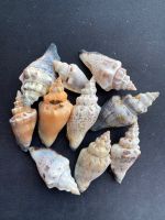 little bear conch colorful sea shells 10pcs=25baht