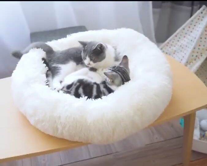 Pet Bed Dog Bed Cat Bed dog sleeping bed Warm Soft kani bed pet beds