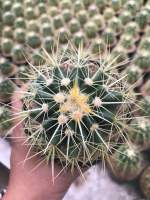 ถังทอง กระถาง 4”นิ้ว Golden Barrel Cactus