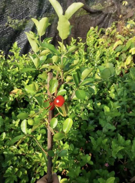 ต้นเชอรี่หวานญี่ปุ่น-หรือมานัวร์-สูง-60-70-cm-พร้อมส่งวันต่อวัน-รากเดินดี-ปลูกง่านติดผลภายใน-3-4-เดือน