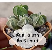 มาริโอ 1 ต้น? Astrophytum myriostigma หรือแคคตัสหมวกสังฆราช อายุ 6 เดือน ขนาด 1 เซน