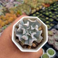 Echeveria rungonii/กุหลาบหิน/ไม้อวบน้ำ ส่งพร้อมกระถาง