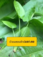 บัวอเมซอนยักษ์ไม้นำ้ใบใหญ่10ต้น50บาท