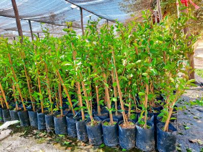 ต้นเชอรี่หวาน ปลูกง่ายให้ผลผลิตเร็ว ต้นแข็งแรงพร้อมปลูก