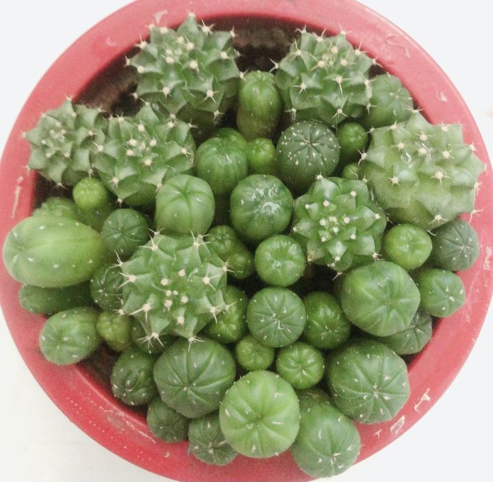 แคคตัส-แอสโตรไฟตัม-astrophytum-ยกพอต