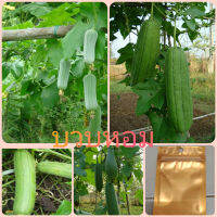 เมล็ดพันธุ์บวบหอม ซื้อ3แถม1ซอง ซื้อ5แถม2ซอง