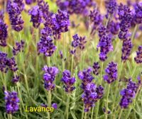 อิงลิชลาเวนเดอร์ พันธุ์ เลอวองซ์ English Lavendula Lavance Deep Purple