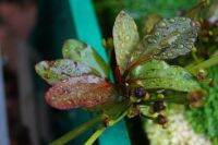 อเมซอลลายเสือดาว Echinodorus leopard 2ต้น 100เท่านั้น!!