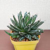 อากาเว่ วิคตอเรีย (Agave victoriae-reginae)​