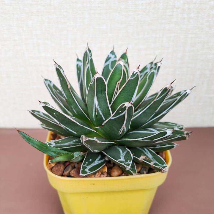 อากาเว่-วิคตอเรีย-agave-victoriae-reginae