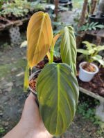 Philodendron Gigas  ฟิโลเดนดรอนกีกัส ไม้ยอดโตไว รากเดินดี??#ไม้ประดับ #ไม้สะสม#ไม้ฟอกอากาศ?? ?ส่งพร้อมกระถาง 4 นิ้ว ?