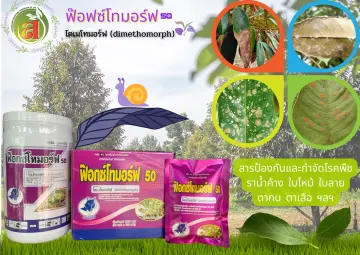 ไดเมโทมอร์ฟ50 ราคาถูก ซื้อออนไลน์ที่ - ต.ค. 2023 | Lazada.co.th