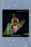 Paph.liemianum กล้วยไม้รองเท้านารี เป็นไม้เมล็ดเลี้ยงในกระถางขนาด 3 นิ้ว ขนาดตามรูปที่ลง  ดอกไม้เป็ตัวอย่างดอกจาก Internet