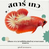 ปลากัด สตาร์เทว ?? (สีแดงหางดาว) ขนาดไซร์ 1.4-1.5 นิ้ว