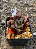 Haworthia Hybird Thailand กระถาง 2 นิ้ว (ส่งทั้งกระถาง) รหัสLa131-140