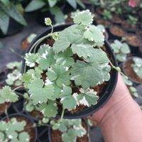 กราวไอวี่ ด่าง Ground Ivy ?หูเสือด่าง กระถาง4นิ้ว ไม้ฟอมอากาศ หายาก