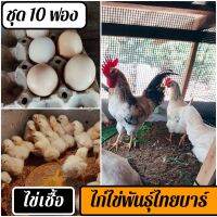 ไข่เชื้อไก่ไทยบาร์ ชุด 10 ฟอง