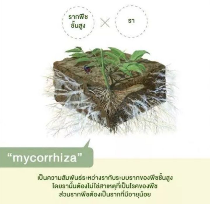 ไมคอร์ไรซ่า-mycorrhiza-เชื้อราไมคอร์ไรซ่า-จุลินทรีย์เชื้อราชีวภาพกระตุ้นพืชโตเร็ว-1-kg-ปฐมอโศก