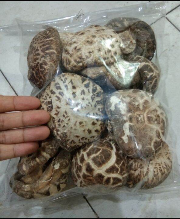 JAMUR SHITAKE SUPER JUMBO DAGING TEBALHioko kualitas A setengah kilo