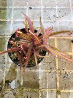 หยาดน้ำค้างนิวซีแลนด์ Drosera adelae