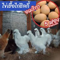 ???ไข่เชื้อไก่ชิลกี้อเมริกาแท้ 5 ฟอง สำหรับฟัก