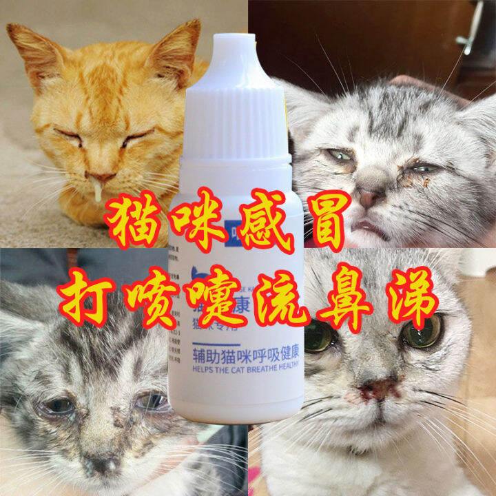 Cat Sneeze Runny Nose Cold Nasal Congestion Cat Nasal Branch Nasal ...