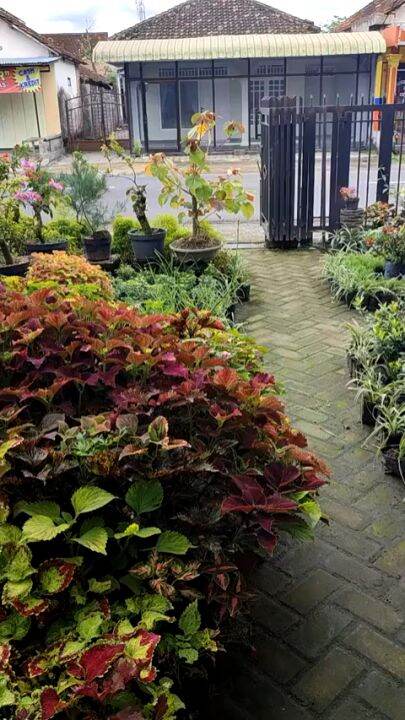 Tanaman Gantung Episcia Hijau Pink Panther Bunga Pink Cantik | Lazada