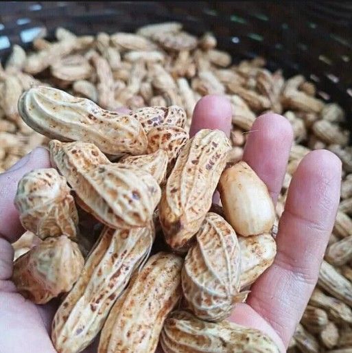 Kacang Tanah Kulit Mentah Khas Madura Lazada Indonesia