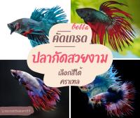 ปลากัดสวยงาม Betta คราวเทบ crow tails เลือกสีได้ จัดส่งฟรี มีรับประกัน เก็บเงินปลายทาง