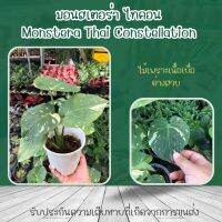 มอนสเตอร่า ไทคอน Monstera Thai Constellation ไม้เนื้อเยื่อ ลายสวย ด่างเสตียร์ รากแข็งแรงดี