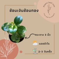 ต้นช้อนเงินช้อนทอง ไม้มงคล กระถาง 3 นิ้ว