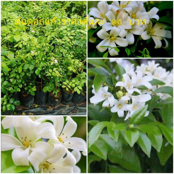 ต้นดอกแก้ว-เป็นไม้ยืนต้นขนาดเล็กถึงขนาดกลาง-ใบออกเป็นช่อเป็นแผงออกใบเรียงสลับกันช่อหนึ่งประกอบด้วยใบย่อยประมาณ-4-8-ใบ-ดอกสีขาว-กลิ่นหอม