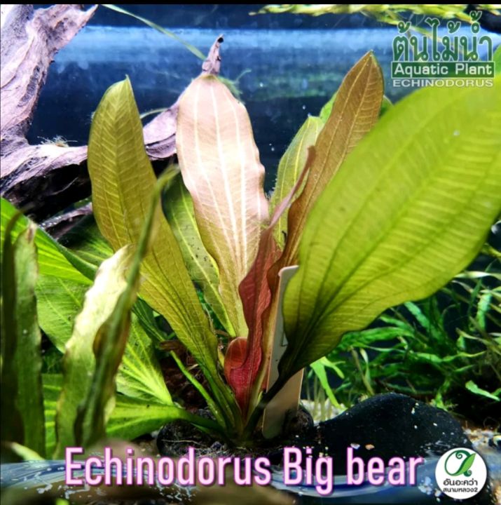 echinodorus-big-bear-อะเมซอนบิ๊กแบร์-ต้นไม้น้ำ-พืชน้ำ