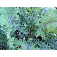 เมล็ดพันธุ์ เคล แดงรัสเซีย (Red Russian Kale Seed) บรรจุ 50 เมล็ด