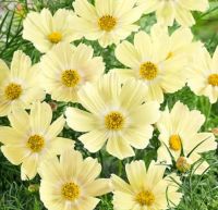 เมล็ดพันธุ์ดอกดาวกระจาย ซานโตส(Xanthos Cosmos Seed)บรรจุ 30 เมล็ด ของแท้ คุณภาพดี ราคาถูก นำเข้าจากต่างประเทศ