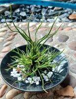 Tillandsia bulbosa on table