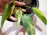 โดเมสติคั่ม Philodendron Domestic